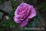 Shocking Blue Shocking Blue
