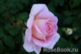 Abraham Darby Abraham Darby