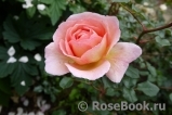 Abraham Darby Abraham Darby