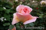 Abraham Darby Abraham Darby