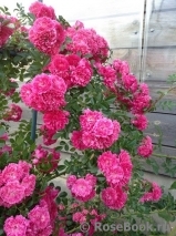 Excelsa Excelsa