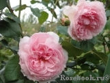 The Wedgwood Rose