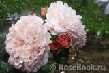 Rose de Tolbiac ® Rose de Tolbiac ®