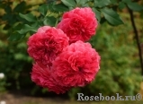 Rosarium Uetersen Rosarium Uetersen