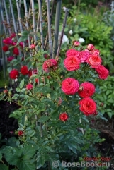 Starlet®-Rose Carmen® Starlet®-Rose Carmen®