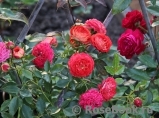 Starlet®-Rose Carmen® Starlet®-Rose Carmen®