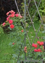 Starlet®-Rose Carmen® Starlet®-Rose Carmen®