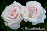 Rosa Belmonte Rosa Belmonte