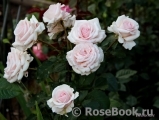Rosa Belmonte Rosa Belmonte