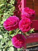 Falstaff® Falstaff®