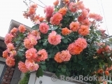 Westerland Westerland