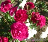 Starlet®-Rose Lola® Starlet®-Rose Lola®
