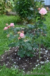Mariatheresia Mariatheresia