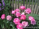 Rose Gaujard Rose Gaujard