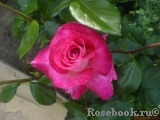 Rose Gaujard Rose Gaujard