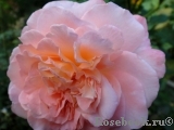 Augusta Luise Augusta Luise