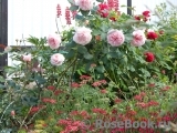 A Shropshire Lad A Shropshire Lad