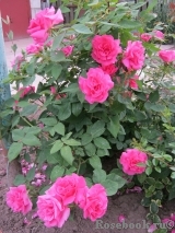Zephirine Drouhin Zephirine Drouhin