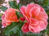Melusina Melusina