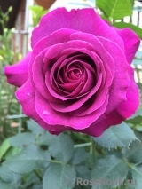 Parfum de Reve Parfum de Reve