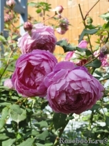 Alan Titchmarsh Alan Titchmarsh