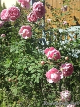 Alan Titchmarsh Alan Titchmarsh