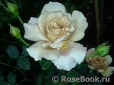 Julia's Rose Julia's Rose