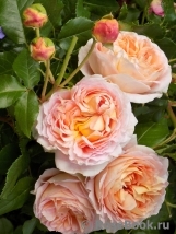 Sangerhauser Jubilaumsrose Sangerhauser Jubilaumsrose