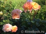 Rosemary Harkness Rosemary Harkness