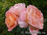 Rosemary Harkness Rosemary Harkness