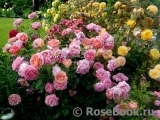 Boscobel Boscobel