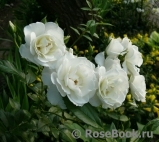 Uetersener Klosterrose Uetersener Klosterrose