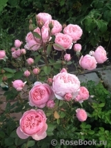 The Alnwick Rose The Alnwick Rose