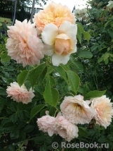 Ginger Syllabub Ginger Syllabub