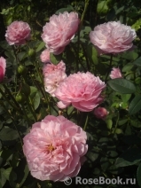 The Alnwick Rose The Alnwick Rose