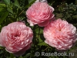 The Alnwick Rose The Alnwick Rose