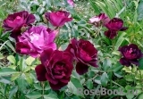 Burgundy Ice Burgundy Ice