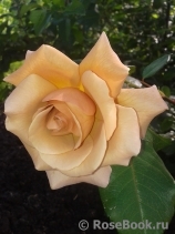 Julia's Rose Julia's Rose