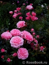 Tickled Pink Tickled Pink