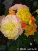 Gartenspass ® Gartenspass ®