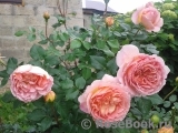 Abraham Darby Abraham Darby