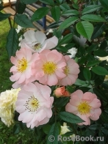 Apple Blossom Apple Blossom
