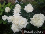 White Meillandina White Meillandina