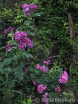 Purple Skyliner Purple Skyliner
