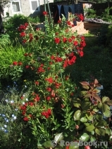 Red Cascade Red Cascade