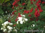 Red Cascade Red Cascade