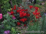 Roter Korsar Roter Korsar