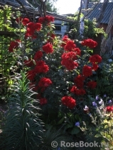Roter Korsar Roter Korsar