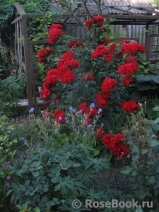 Roter Korsar Roter Korsar