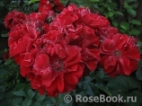 Roter Korsar Roter Korsar